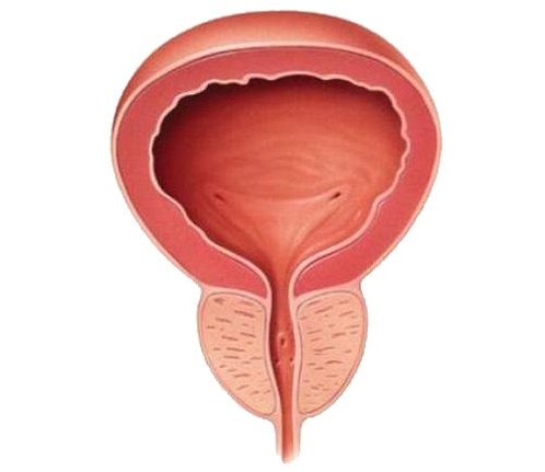 Zdravá prostata po odebrání Urosaf